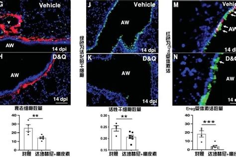 衰老细胞全清除？science颠覆：它们还能促进损伤修复和组织再生 知乎