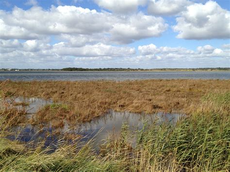 How Do Plants Survive In Salt Marshes at Jesse Jonsson blog