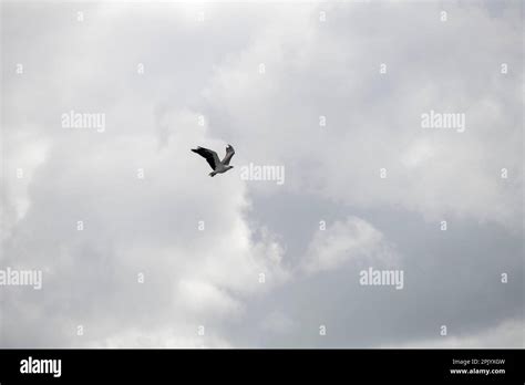 White Bellied Sea Eagle Haliaeetus Leucogaster In Flight In Sydney