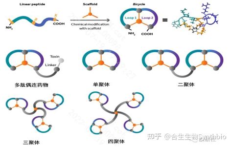 双功能肽的前世今生 知乎