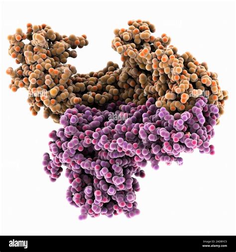 Hiv Reverse Transcriptase Computer Model Showing Hiv Human