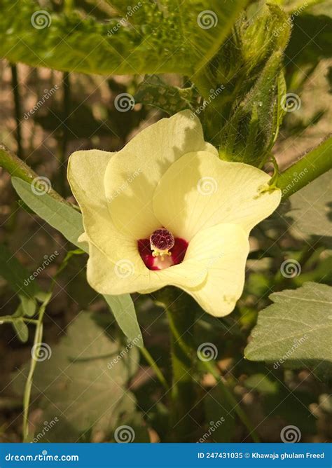 Close Up Of Okra Flower Yellow Okra Flower Stock Image Image Of Rose