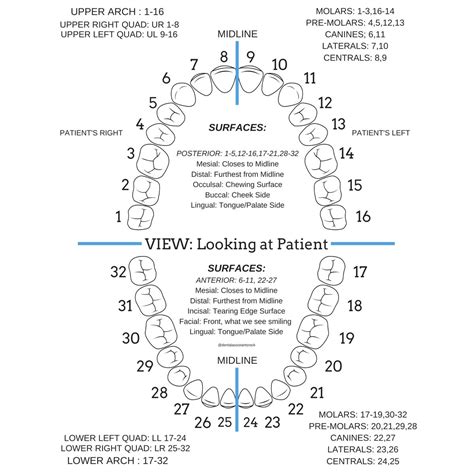 Tooth Surfaces and Numbers | Dental assistant study, Dental facts ...