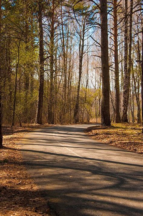 Musim Panas Di Hutan Pinus Wallpaper Pemandangan Musim Panas Foto Latar