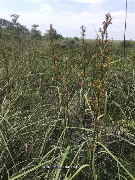 Photo Of The Entire Plant Of Swamp Sawgrass Cladium Mariscus Posted