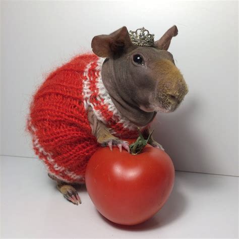 Guinea Pig Dresses Etsy