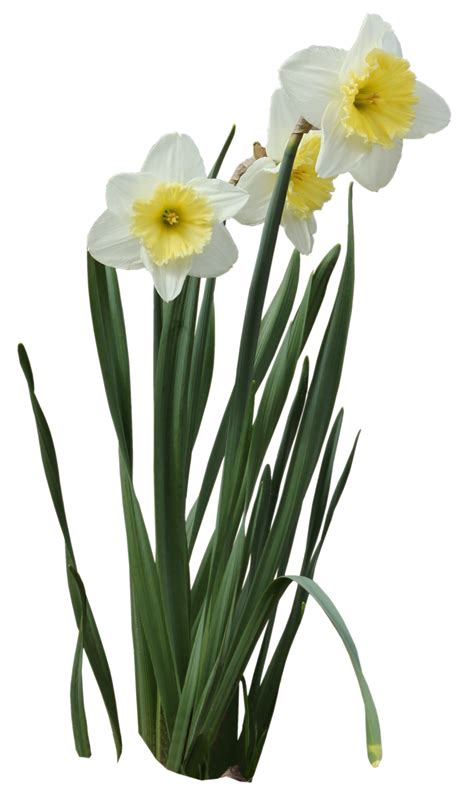 Versatile Daffodils Png Perfect For Your Creative Projects