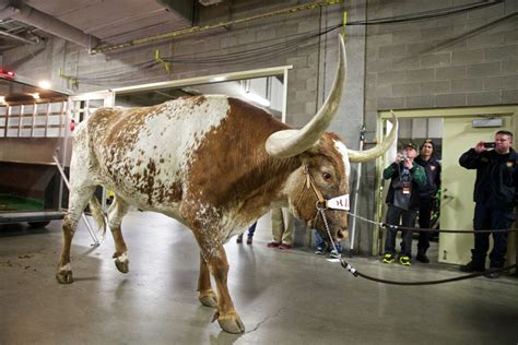 Longhorns Forgotten Day: Fan sells Bevo chip 'jewelry'