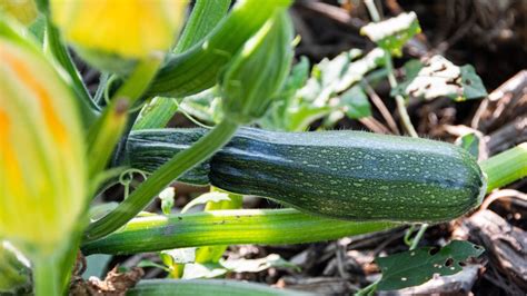 How To Keep Zucchini Stems From Rotting