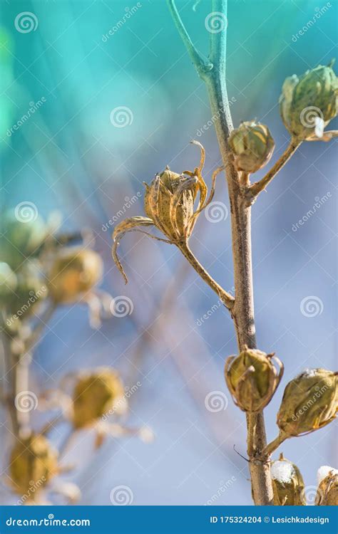 Brown Seed Pods On Hibiscus Plant Hibiscus Flower Seeds Stock Photo