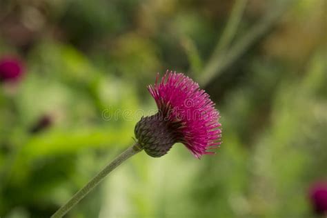 Plume Thistle Cirsium Rivulare Atropurpureum Flower In Garden Stock