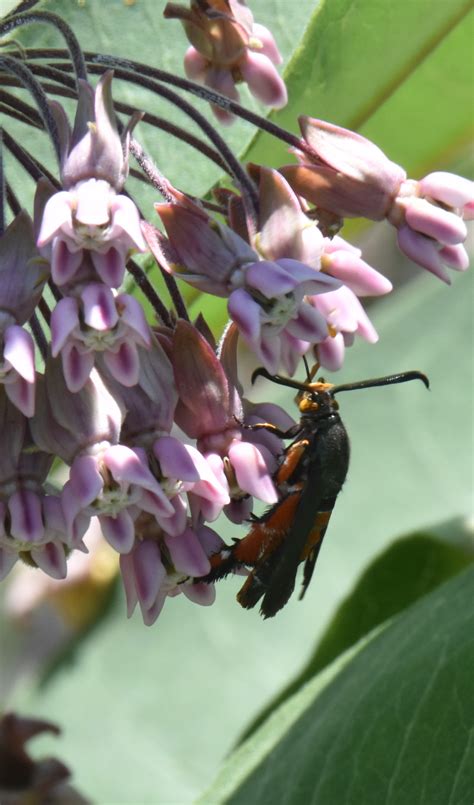 What Is This Ugly Fuzzy Legged Orange and Black Moth Flying Insect