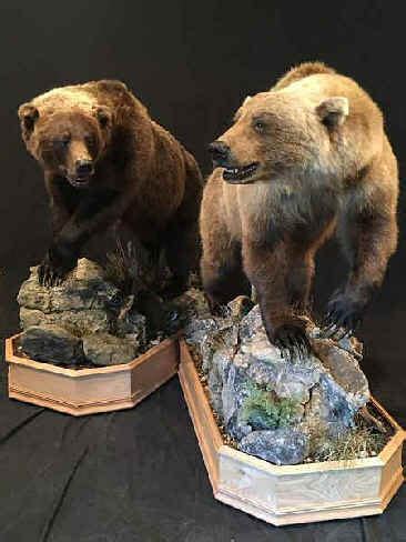 Brown Bear Taxidermy Studio 289 Pleasant Valley Road-Pine Grove, Pa ...