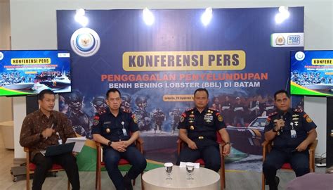 Kkp Gagalkan Upaya Penyelundupan Ribu Benih Bening Lobster Ke