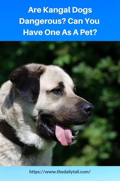 Are Kangal Dogs Dangerous Can You Have One As A Pet Artofit