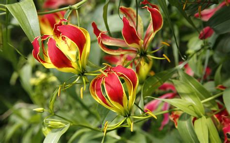 Flame lily Wallpapers Images Photos Pictures Backgrounds