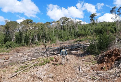 Opera O Mata Atl Ntica Em P Identificou Mais De Hectares De