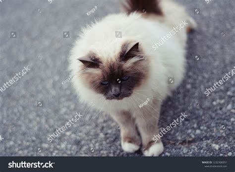 Himalayan Persian Cat Blue Eyes Stock Photo 1232368351 | Shutterstock