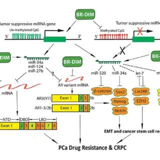 The Role Of MiRNA AR Splice Variants EMT And Stem Cell Signaling Axis