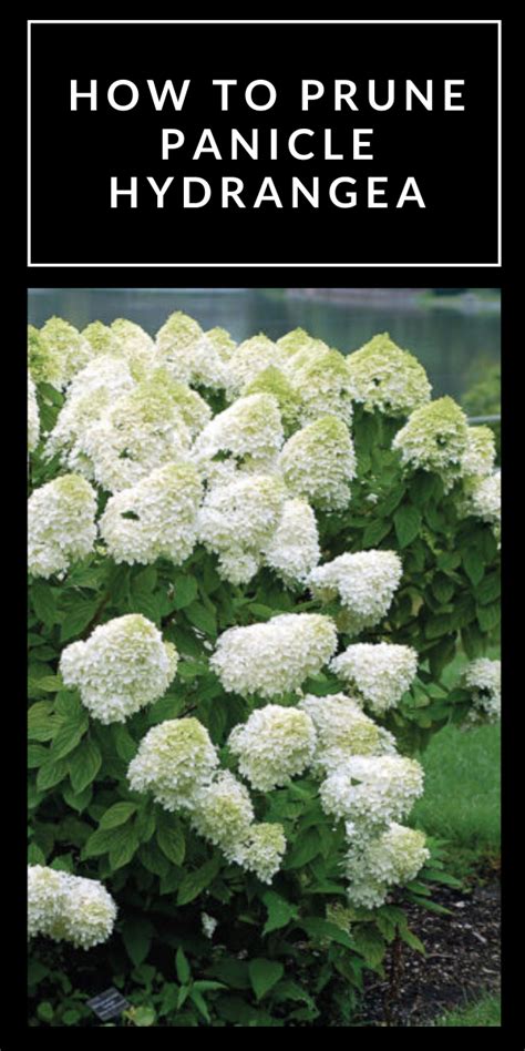 Expert Tips for Pruning Panicle Hydrangea