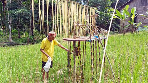 Melihat Dari Dekat Upacara Adat Aruh Basambu Di Pegunungan Meratus