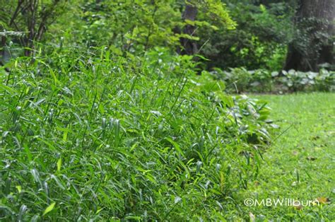 Portrait Of A Weed Japanese Stilt Grass Marianne Willburn