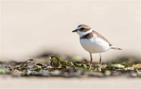 Distance Learning Shorebirds With John Rakestraw Bird Alliance Of Oregon