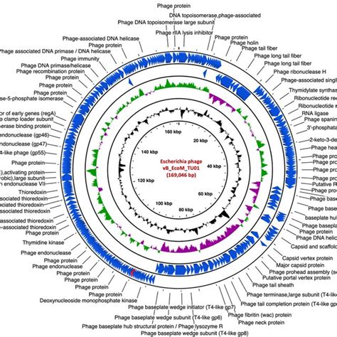 Phylogenetic Relatedness Of Escherichia Phage Vb Ecom Tu A