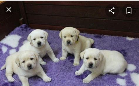 Kúpim šteniatko - Trenčín | Bazar.sk