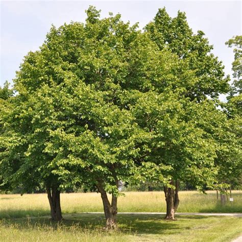 Grootvruchtige Hazelaar Corylus Nottingham Fruehe 60 80 Cm Bol