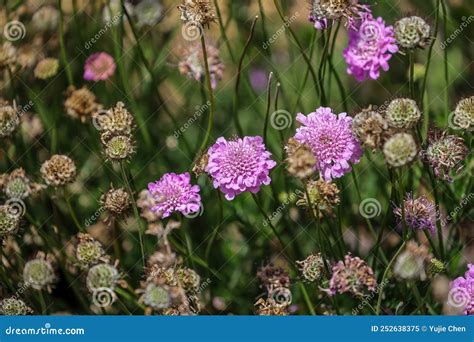 Pink Flowers Of Scabiosa `pink Mist` Blooming In The Summer Stock Image