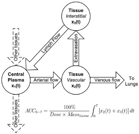 Diagram Of Physiologically Based Pharmacokinetic Pbpk Model To