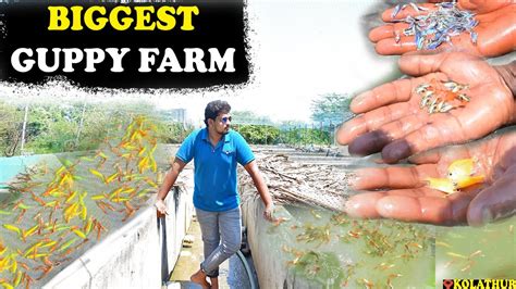 Imported Biggest Color Fish Farm ரூ 5 முதல் Angel Guppy