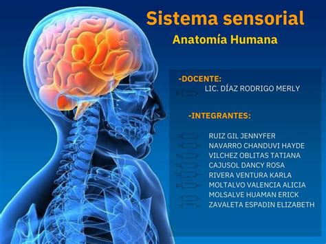 Sistema Sensorial Hayde Navarro Udocz