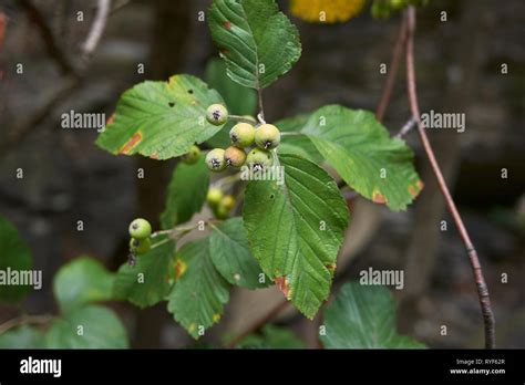 Sorbus aria Stock Photo - Alamy