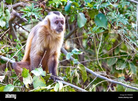 Ref Gio Dos Bugios Miranda Ms Macaco Prego Macaco Primata Fauna