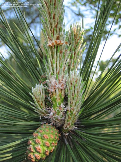 Plantfiles Pictures Pinus Species Austrian Pine Black Pine Corsican