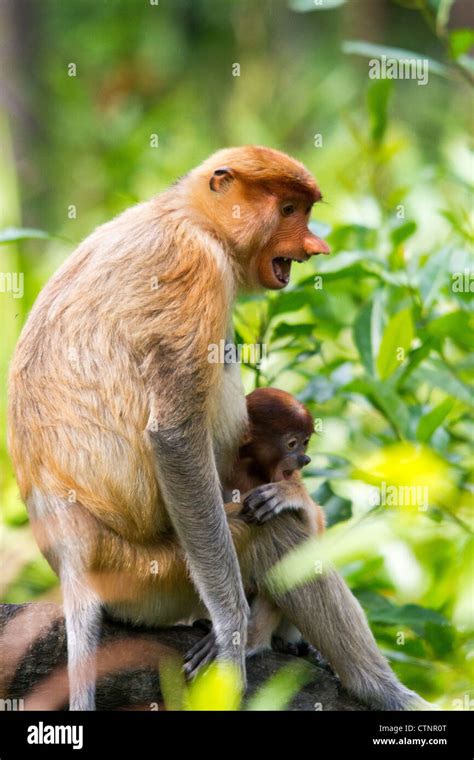 Proboscis Monkey Nasalis Larvatus Female With Two Month Old Baby