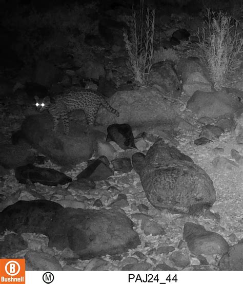 Phoenix Zoo Field Cameras Record New Ocelot In Arizona Phoenix Zoo