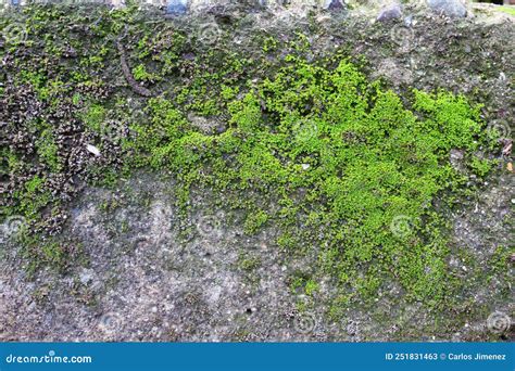 Mossy Moist Concrete Texture Cement Background Stock Image Image Of