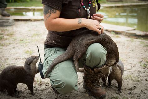 Otter Habitat | Billie Swamp Safari