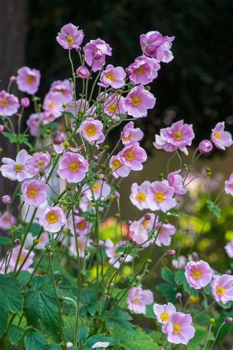 15 Long Blooming Perennials That Flower All Summer Long Sommarblommor