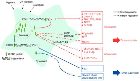 Controversial Roles Of Coldinducible Rnabinding Protein In Human