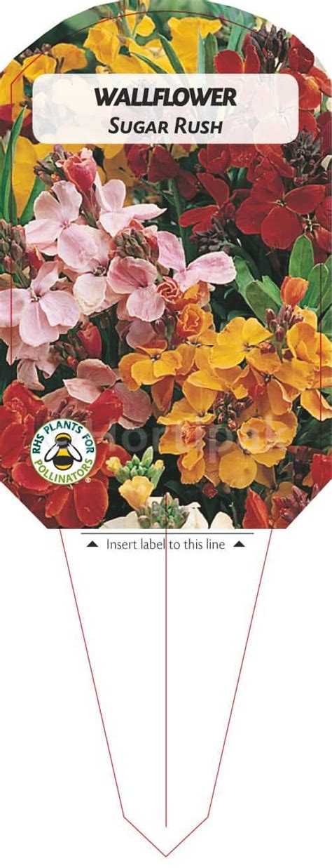 Wallflower F Sugar Rush Plant Labels Hortipak