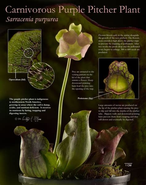 Carnivorous Purple Pitcher Plant Purple Pitcher Plant Carnivorous