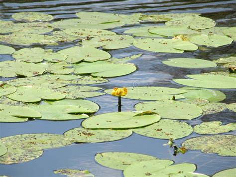 Gele Nenuphar Bloem Waterlelie Op Een Meer Prachtige Waterplanten