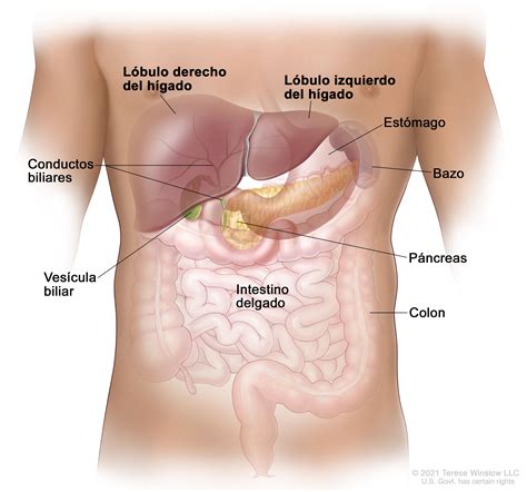 Resignación Precaución Globo anatomia pancreas y vias biliares algo