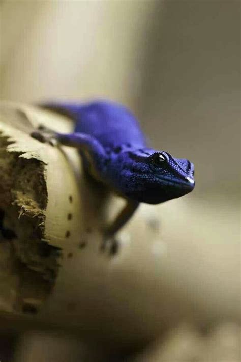 Electric Blue Day Gecko From Tanzania Lizard Reptiles Reptiles And