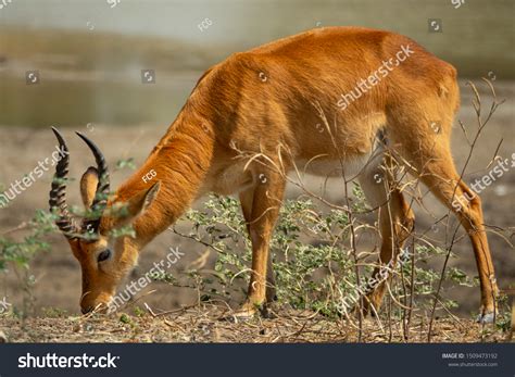 Long Shot Profile Isolated Puku Antelope Stock Photo