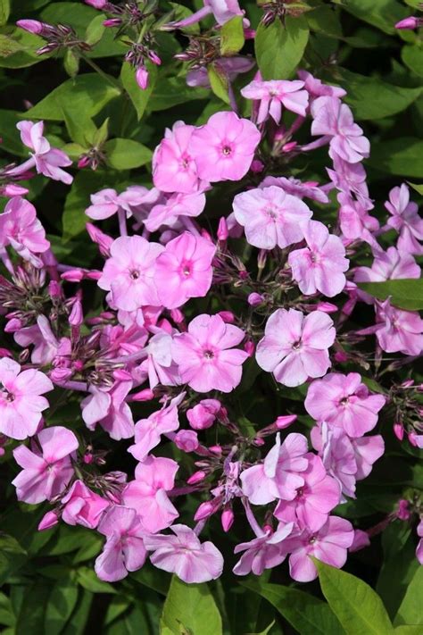 Phlox Paniculata Junior Dream In Mei De Helft Van De Struik Toppen